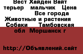 Вест Хайден Вайт терьер - мальчик › Цена ­ 35 000 - Все города Животные и растения » Собаки   . Тамбовская обл.,Моршанск г.